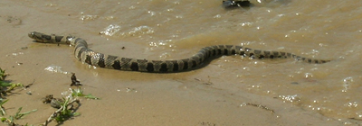 Water Snake Photo